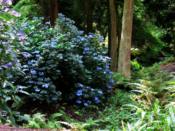 Bois des Moutiers  (78) Summer 2012